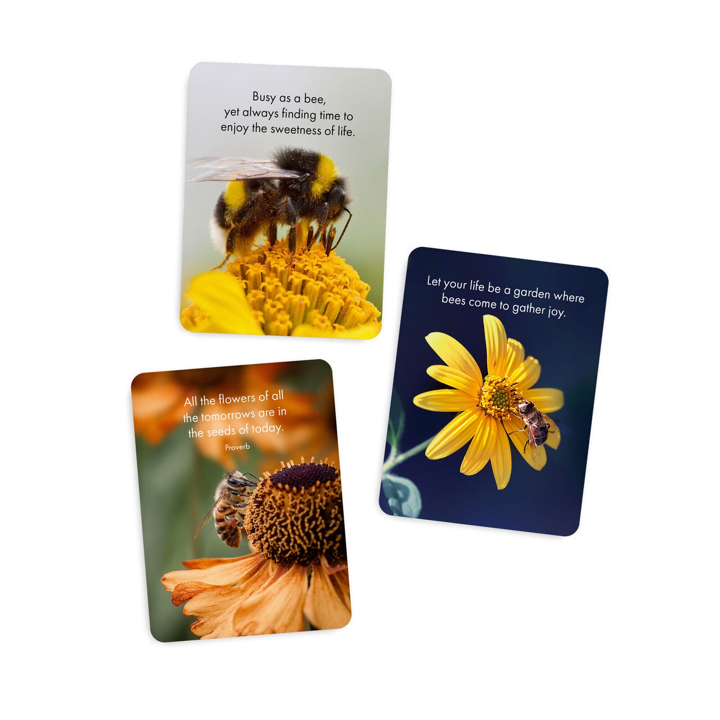 DBV - Believe in Yourself - 24 Animal affirmation