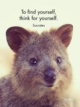 Load image into Gallery viewer, Affirmations - 24 Animal Cards - Dinkum Originals - DFD
