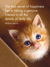 Load image into Gallery viewer, Affirmations 24 Cards - Kitten Tales - DKT