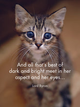 Load image into Gallery viewer, Affirmations 24 Cards - Kitten Tales - DKT
