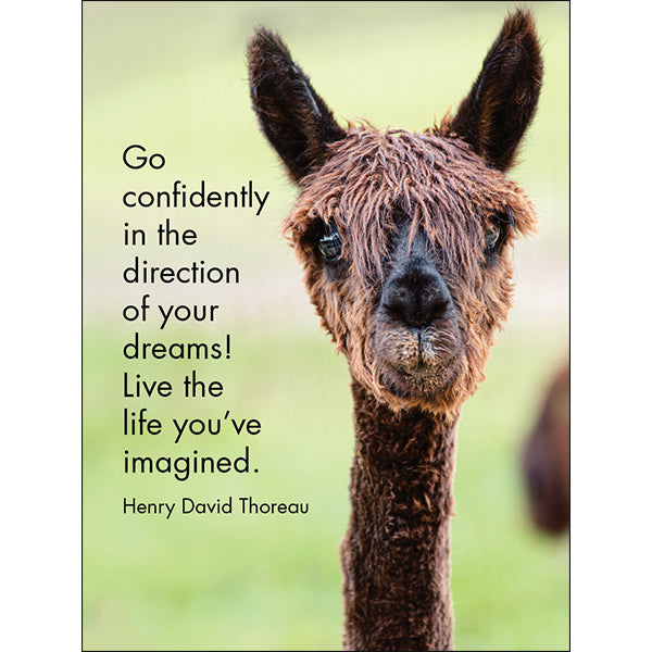 Affirmation 24 Cards - Llama Nirvana - DLN