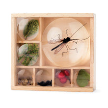Load image into Gallery viewer, Kikkerland Great Outdoors - Bug Box Wood 11.7x10.8x3.5cm