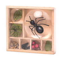 Load image into Gallery viewer, Kikkerland Great Outdoors - Bug Box Wood 11.7x10.8x3.5cm