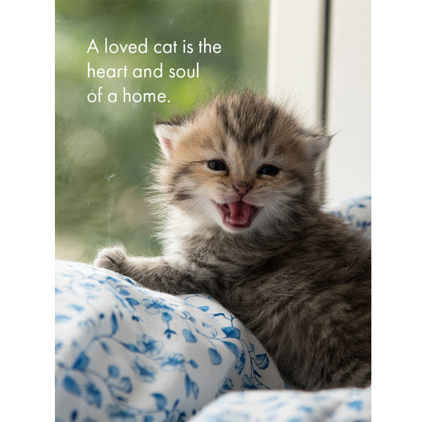 Affirmations 24 Cards - Cat's Whiskers - DCW