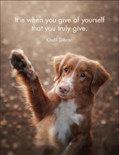 Load image into Gallery viewer, Affirmations 24 Cards - Every Dog Has It's Day - DOG