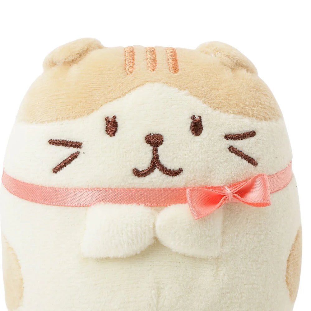 Hapins Kitten Medium Scottish Fold