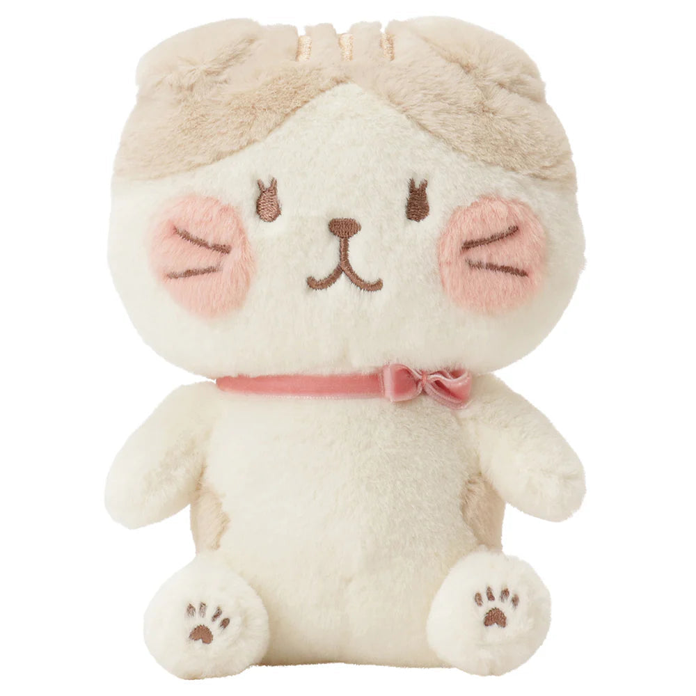 Hapins Blushing Lucky Series Scottish Fold