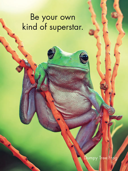 Affirmations - 24 Animal Cards - Dinkum Originals - DFD