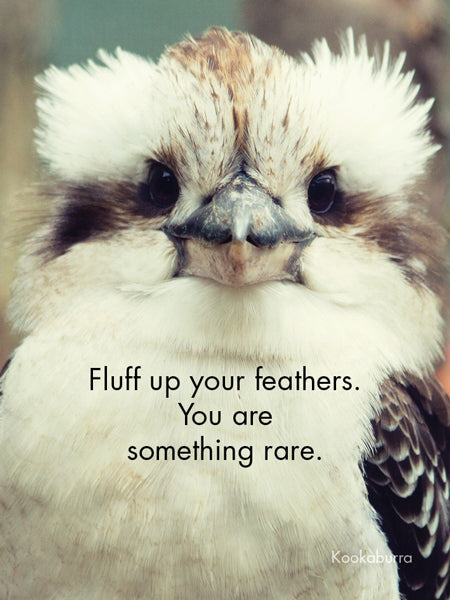 Affirmations - 24 Animal Cards - Dinkum Originals - DFD