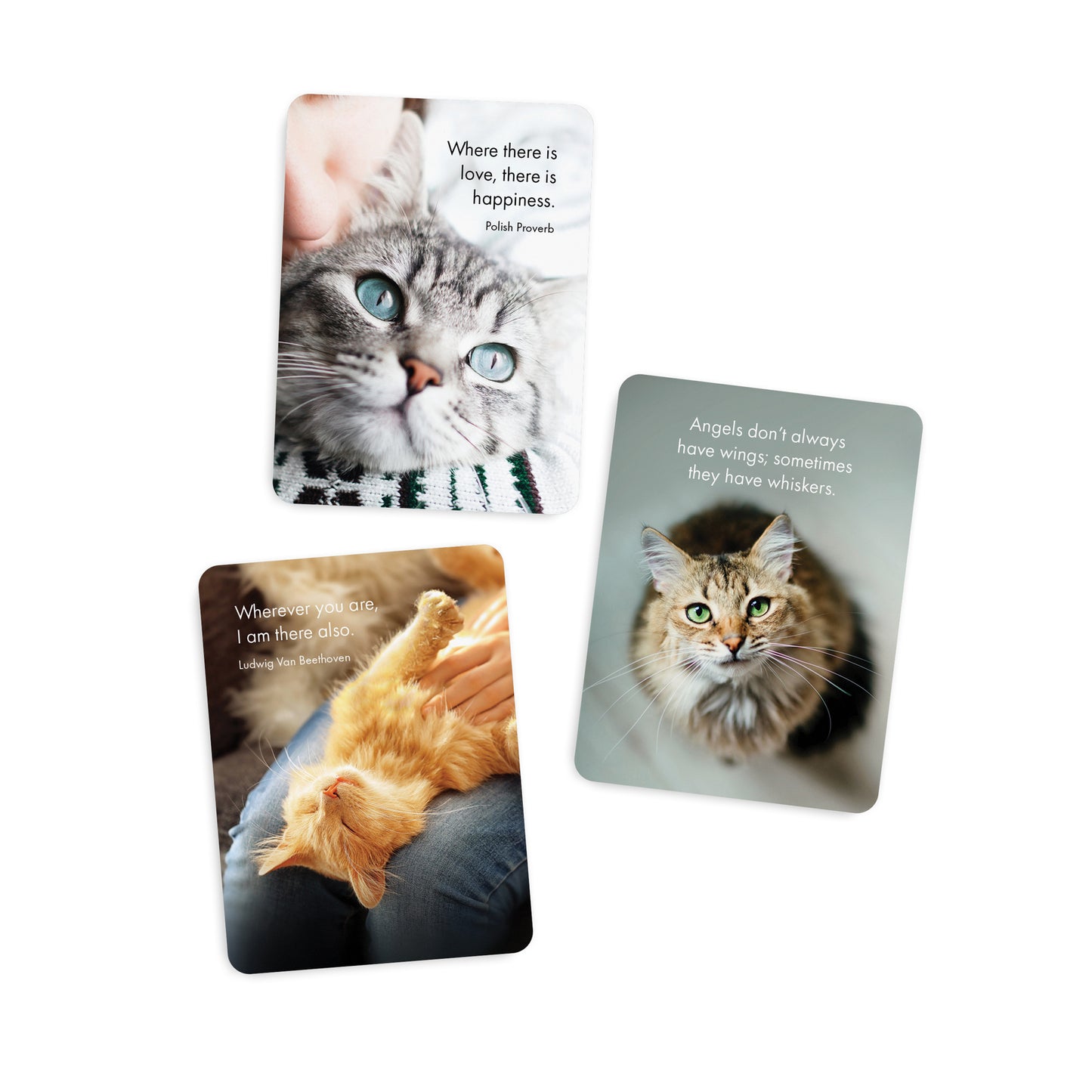Affirmations - DGC - The Great Catsby - 24 Animal affirmation cards + stand