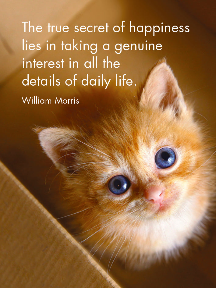 Affirmations 24 Cards - Kitten Tales - DKT
