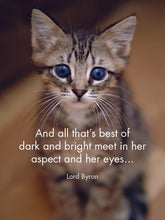 Load image into Gallery viewer, Affirmations 24 Cards - Kitten Tales - DKT
