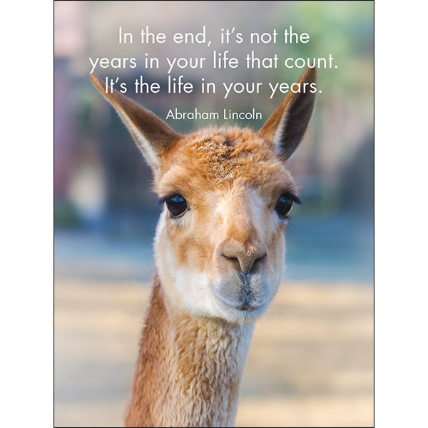 Affirmation 24 Cards - Llama Nirvana - DLN