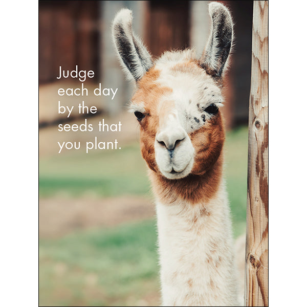 Affirmation 24 Cards - Llama Nirvana - DLN