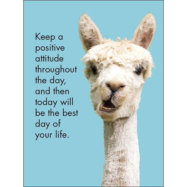 Affirmation 24 Cards - Llama Nirvana - DLN