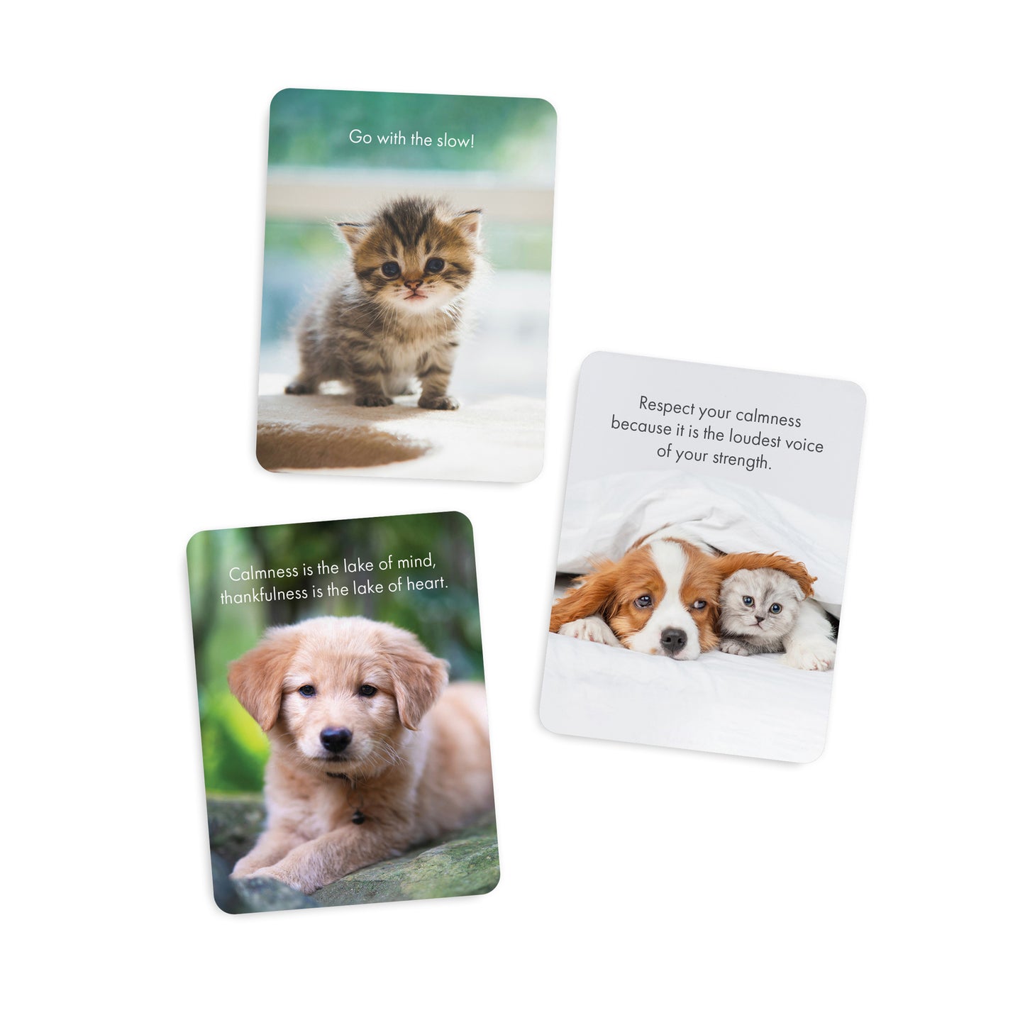 Affirmations - Little Paws - 24 Animal affirmation cards + stand