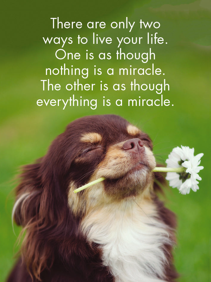 Affirmation 24 Animal Cards + Stand - Puppy Love