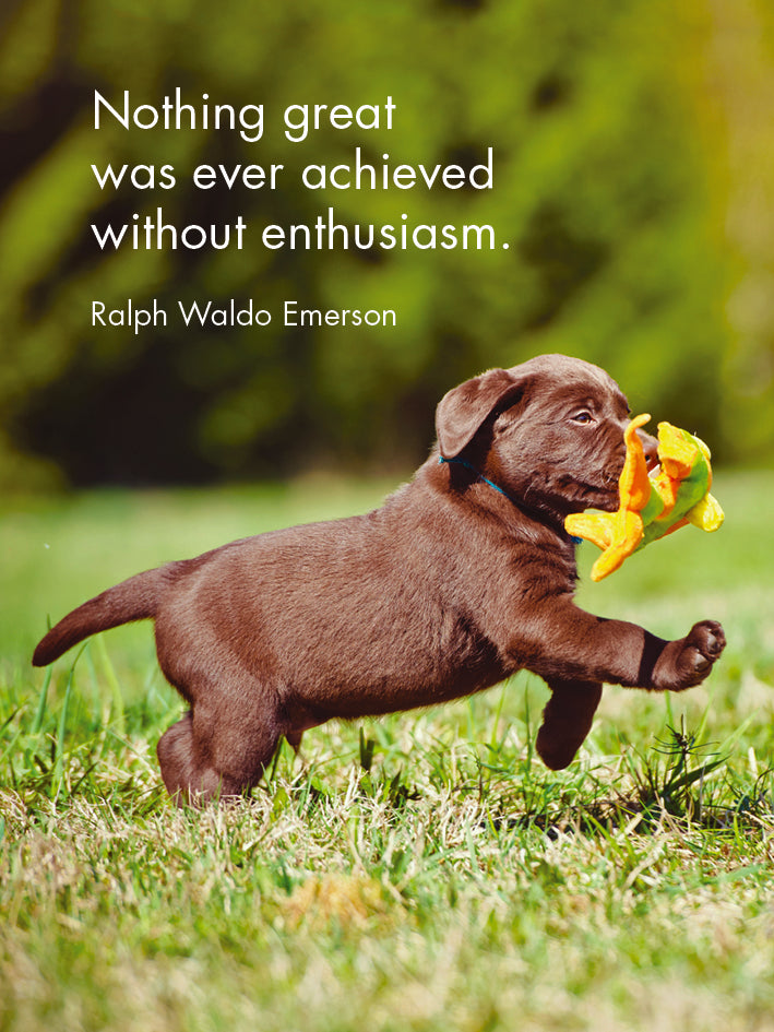 Affirmation 24 Animal Cards + Stand - Puppy Love