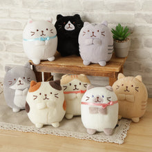 Load image into Gallery viewer, Hapins Kitten Medium Scottish Fold
