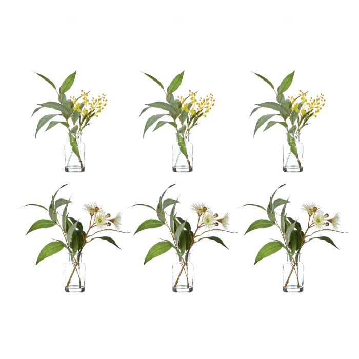 Rogue Eucalyptus Wattle Mix-Specimen Bottle 23x26x33cm