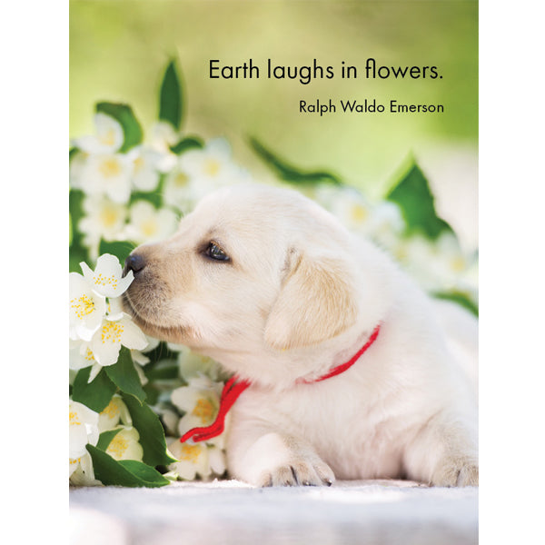 Affirmations - 24 Affirmations Cards - Live Love Bark - DBA