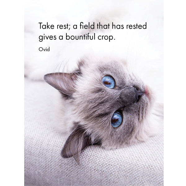 Affirmations 24 Cards - Cat's Whiskers - DCW
