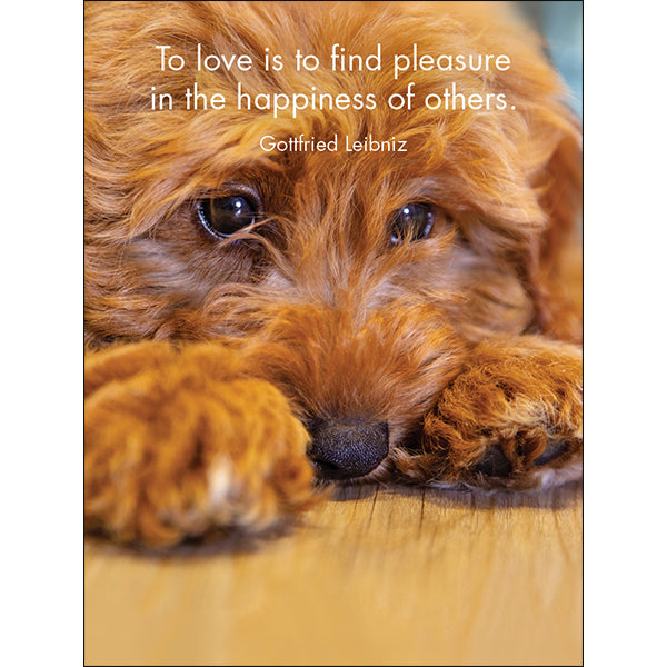 Affirmations 24 Cards - Good Dogs - DGD