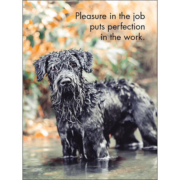 Affirmations 24 Cards - Good Dogs - DGD
