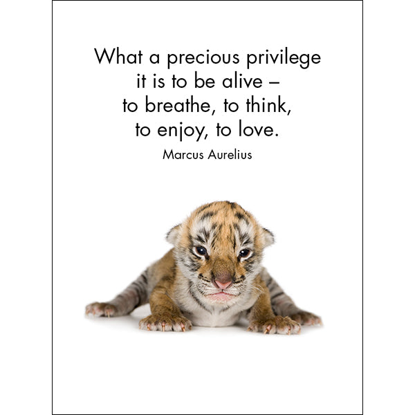 Affirmations 24 Cards - Little Treasures - DLT