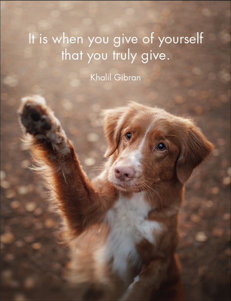 Affirmations 24 Cards - Every Dog Has It's Day - DOG