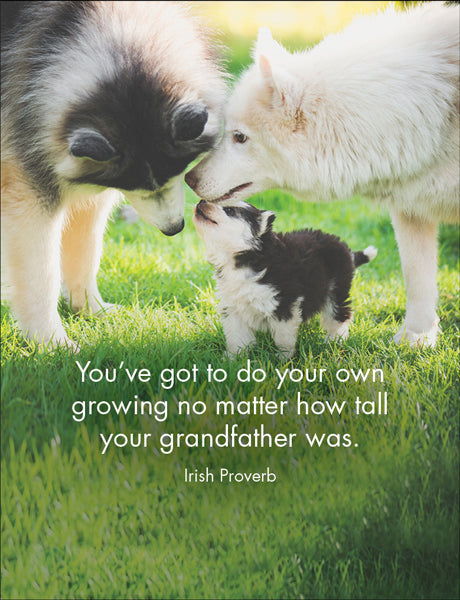 Affirmations 24 Cards - Every Dog Has It's Day - DOG