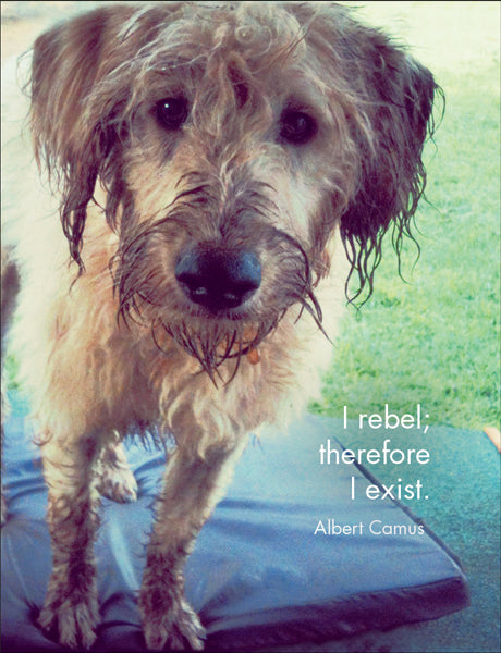 Affirmations 24 Cards - Every Dog Has It's Day - DOG