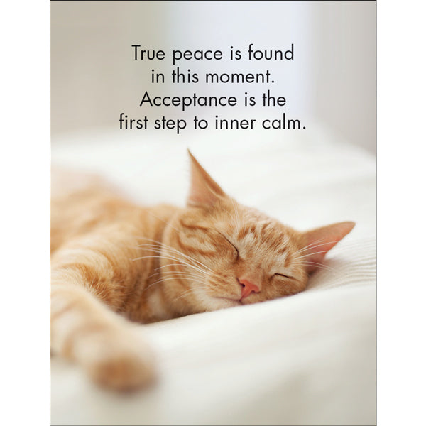 Affirmations 24 Cards - Wise Cats - DWC